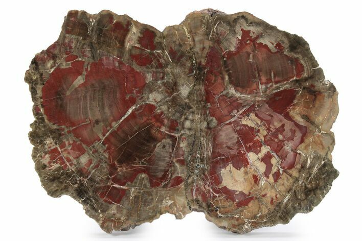 Triassic Polished Petrified Wood Round - Circle Cliffs, Utah #244679